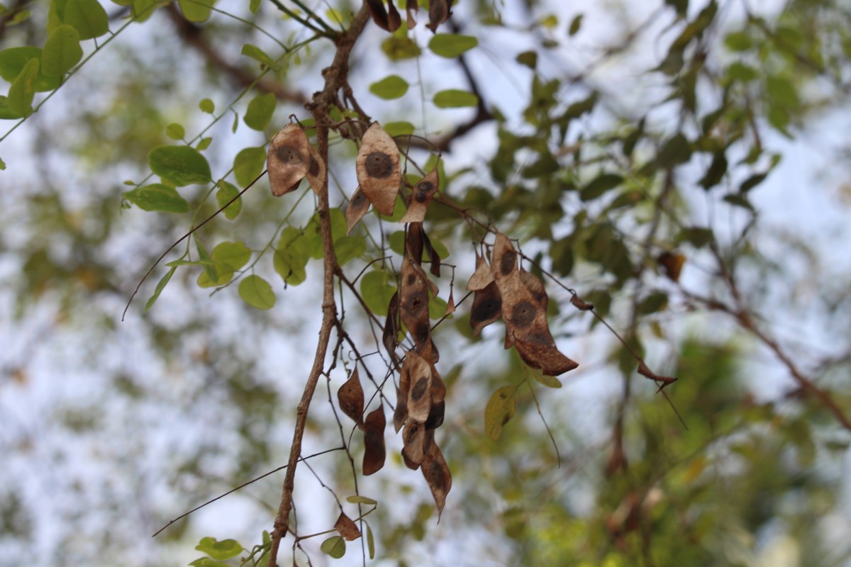 Dalbergia lanceolaria L.f.